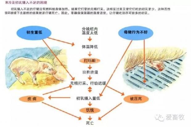 仔猪成活率低？是因为你没做好最关键的这一步！