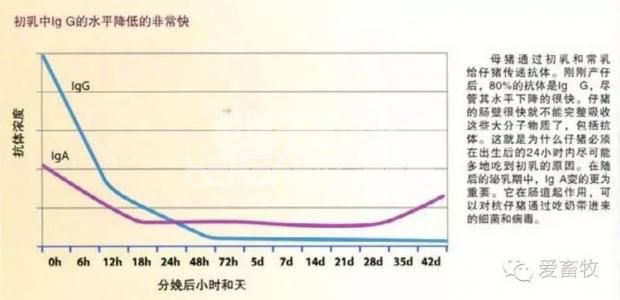 仔猪成活率低？是因为你没做好最关键的这一步！