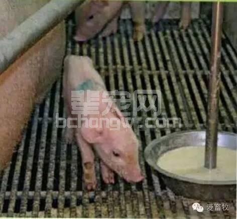 仔猪成活率低？是因为你没做好最关键的这一步！