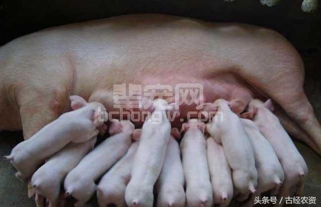 农村养猪，如何挑选优质健康的仔猪