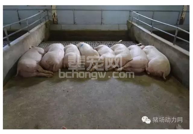 技术不同温度，不同阶段猪的日粮饲喂应该注意啥