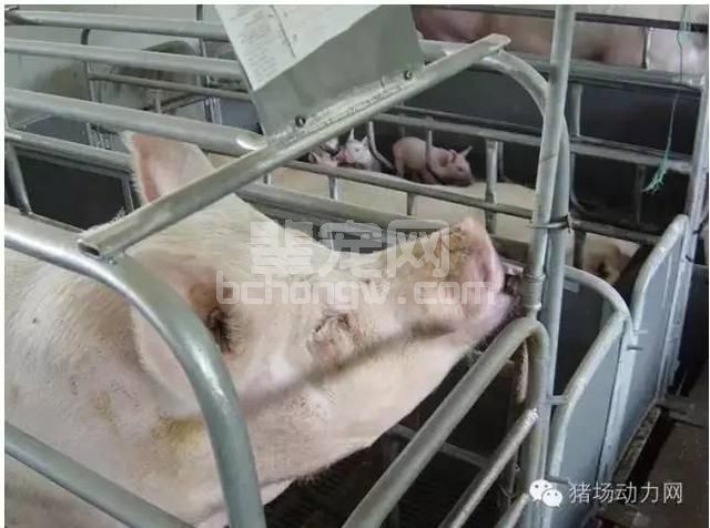 技术不同温度，不同阶段猪的日粮饲喂应该注意啥