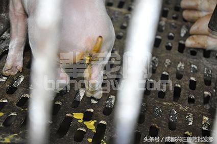 仔猪腹泻的原因，可以考虑这几点