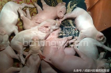 仔猪腹泻的原因，可以考虑这几点
