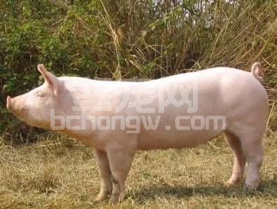 母猪无乳怎么办？这几招你们学会了吗？