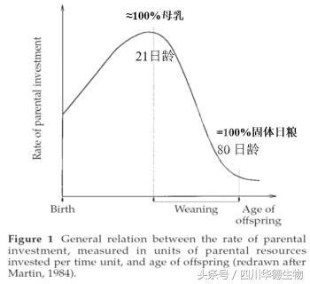 圈养条件下乳猪的断奶进程分析