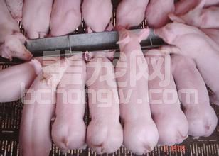 教槽料好处这么多，小乳猪不吃怎么诱导？