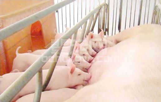 教槽料好处这么多，小乳猪不吃怎么诱导？