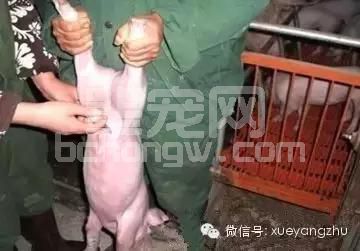 乳猪腹泻用这种治疗方法能收到较好的疗效