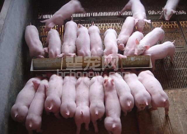 乳猪饲养阶段，用好料才能提升效益，掌握这些实践结果助你养猪！