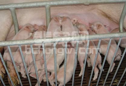 乳猪饲养阶段，用好料才能提升效益，掌握这些实践结果助你养猪！