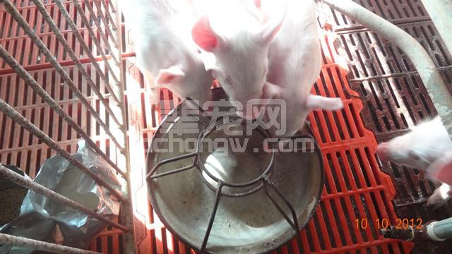 乳猪饲养阶段，用好料才能提升效益，掌握这些实践结果助你养猪！