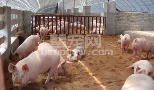 乳猪饲养阶段，用好料才能提升效益，掌握这些实践结果助你养猪！