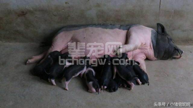 几个小知识，帮你饲喂小乳猪