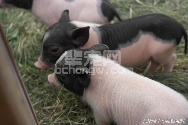 几个小知识，帮你饲喂小乳猪