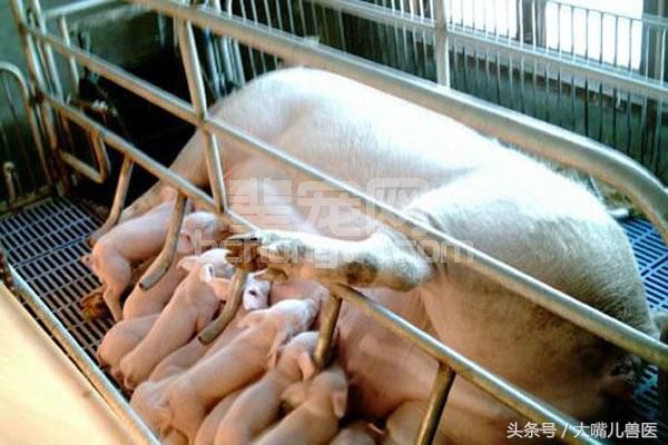 如何进行乳猪早期诱食？