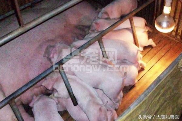如何进行乳猪早期诱食？