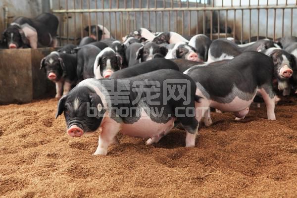 乳猪黄白痢越来越难控制，本文告诉您原因，以及养殖户该怎么做！