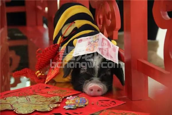 乳猪黄白痢越来越难控制，本文告诉您原因，以及养殖户该怎么做！