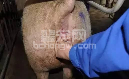 技术母猪返情率高的十大原因，你在哪一点上躺枪了