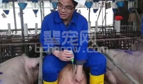 技术母猪返情率高的十大原因，你在哪一点上躺枪了