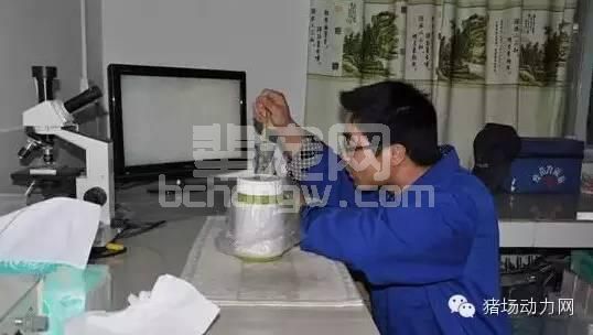 技术母猪返情率高的十大原因，你在哪一点上躺枪了