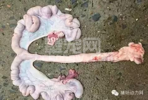 技术母猪返情率高的十大原因，你在哪一点上躺枪了