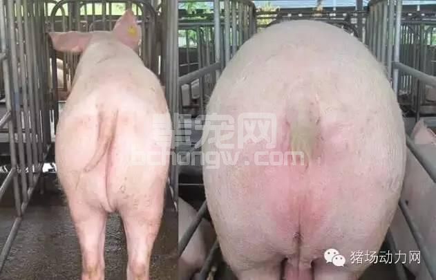 技术母猪返情率高的十大原因，你在哪一点上躺枪了