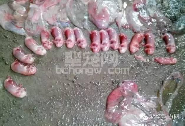 技术母猪返情率高的十大原因，你在哪一点上躺枪了