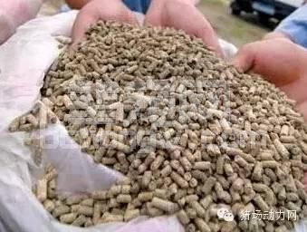 技术母猪返情率高的十大原因，你在哪一点上躺枪了
