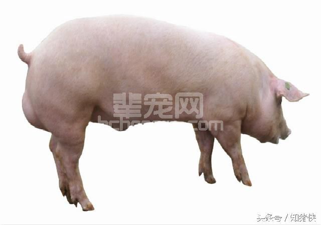 猪场进入“拼爹”时代，你猪场的公猪够给力吗？