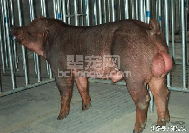 猪场进入“拼爹”时代，你猪场的公猪够给力吗？