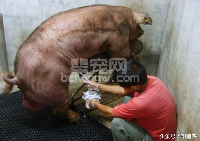 猪场进入“拼爹”时代，你猪场的公猪够给力吗？