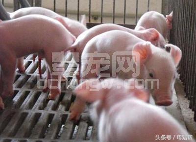 史上最科学的助产技巧,看完你还会为母猪难产发愁吗?