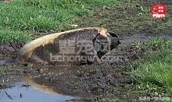 猪天生就该躺在泥水里？养猪人容易忽视的养猪误区