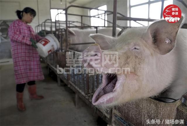 猪天生就该躺在泥水里？养猪人容易忽视的养猪误区