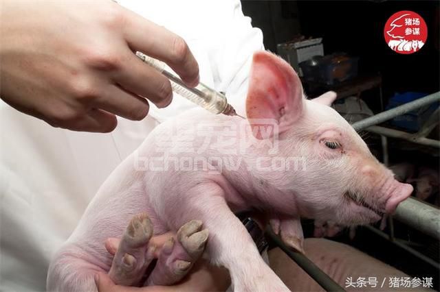猪天生就该躺在泥水里？养猪人容易忽视的养猪误区