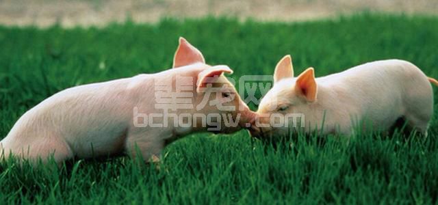 仔猪不补铁，一头少赚几十块