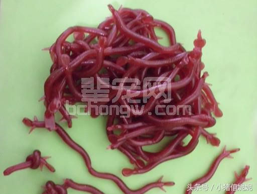养猪巧用饲料添加剂，生长快成本低效益高！