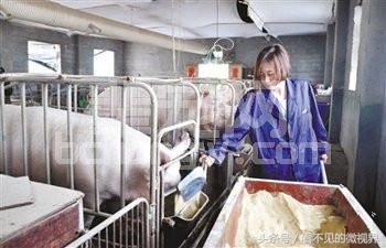 高效科学养猪法，您值得一试！