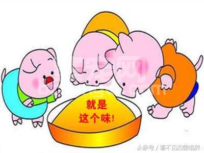 高效科学养猪法，您值得一试！
