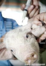 高效科学养猪法，您值得一试！