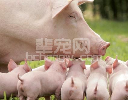 这样给仔猪断奶，仔猪不生病、体重大（干货收藏）