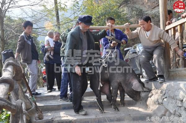 农村养猪人和猪贩子谈猪价，为什么总是完败！