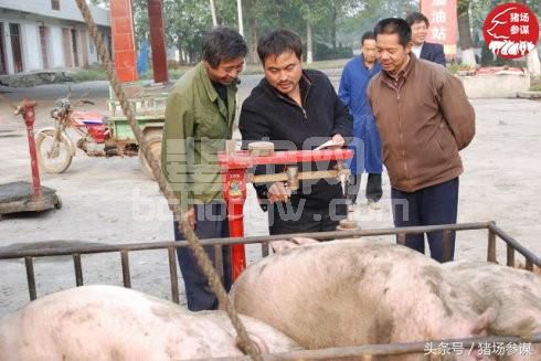 农村养猪人和猪贩子谈猪价，为什么总是完败！