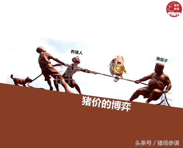 农村养猪人和猪贩子谈猪价，为什么总是完败！