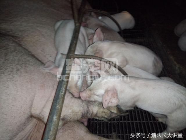 猪队长大讲堂-25个催奶法子，让你不喂药不打针就能给猪催奶