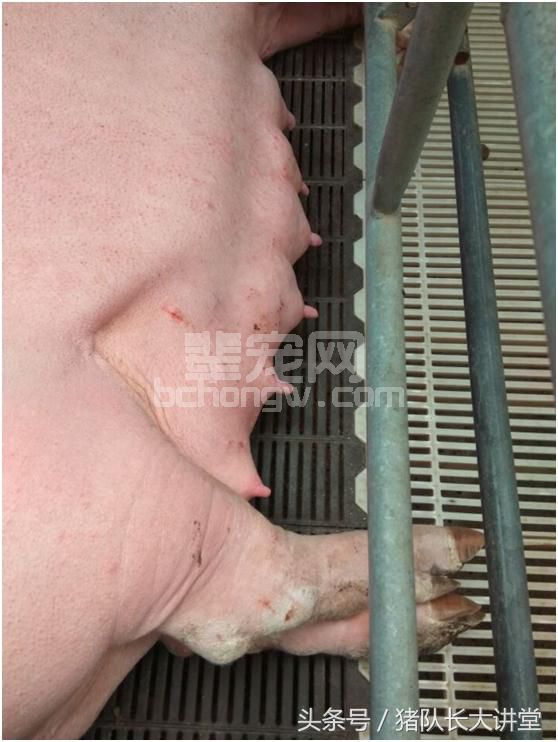 猪队长大讲堂-25个催奶法子，让你不喂药不打针就能给猪催奶