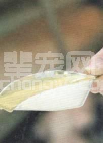 如何让仔猪稳定渡过断奶期？不同饲料的差异先弄清楚