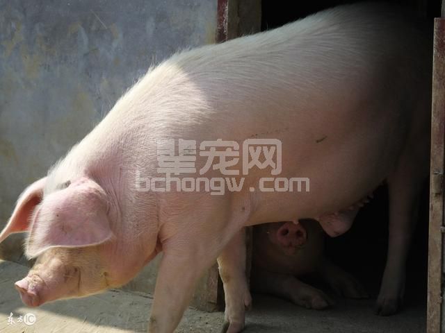 自繁自养小型养猪场的生产工艺流程详解！